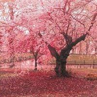 photo of Antionette R.