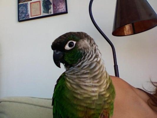 Photo of Little P.