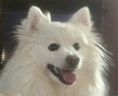 Photo of Love My Dog B.