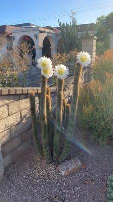 photo of Lingjuan L.