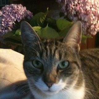 Photo of Karen H.