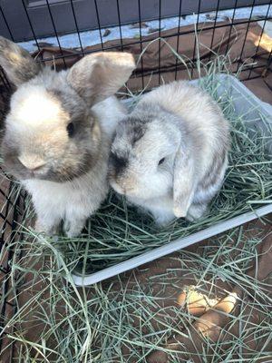 photo of Danielle L.