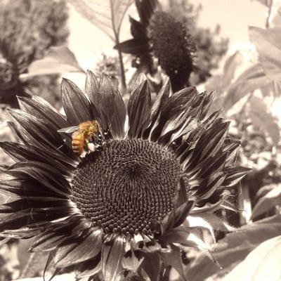 Photo of Bee L.