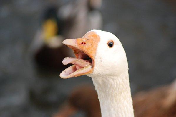 photo of BrucetheGoose _.