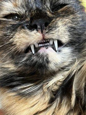 photo of Laddavan X.