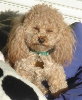 Photo of brittany z.