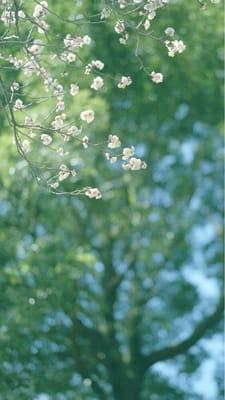 Photo of Yiqing L.