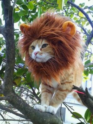Photo of Lion S.
