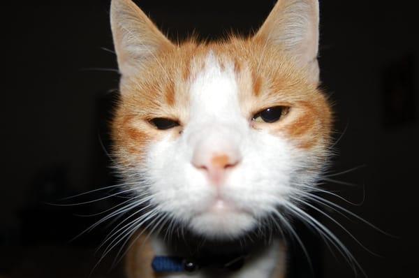 photo of tom j.