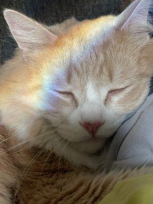 photo of Priscilla V.