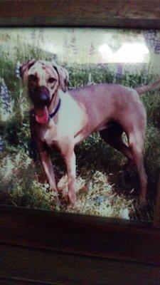 Photo of BigPie ..