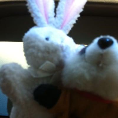 photo of Wildkatz D.