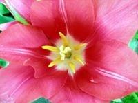 Photo of Patricia J.