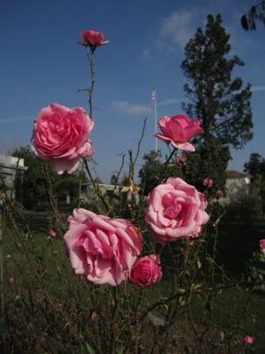 photo of Miss mariposa C.