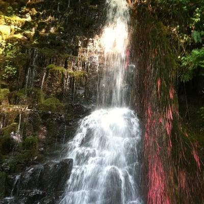 photo of Charnelle P.