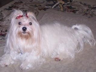 Photo of HANH N.
