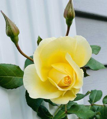 Photo of R R.