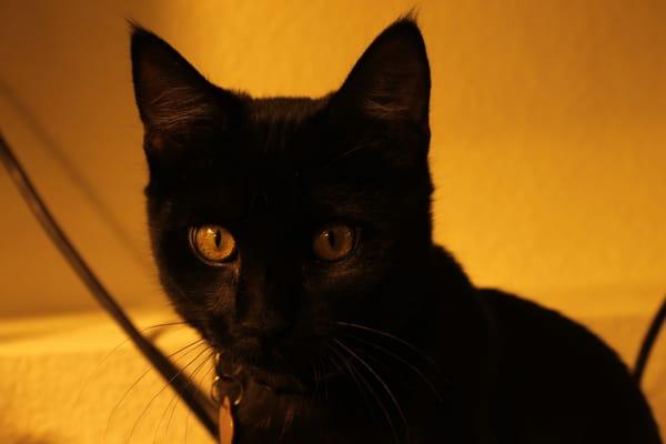 Photo of D C.