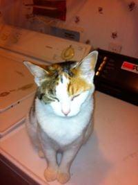 Photo of Gypsy R.
