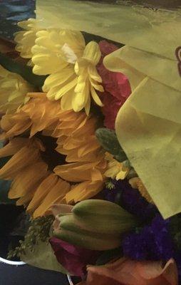 Photo of Mango A.
