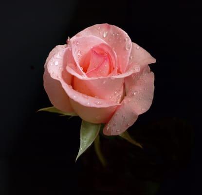 photo of Jennifer L.