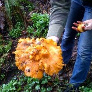 photo of Shortribs R.