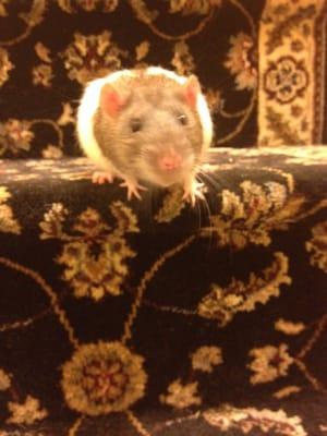 Photo of Adrienne G.