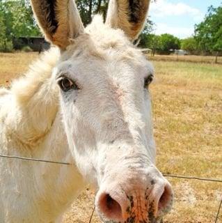 photo of Geovanni M.