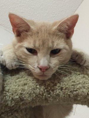 photo of Dalovian L.