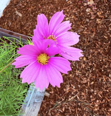 photo of Jennifer D.