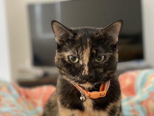 Photo of Julienne H.