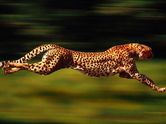 Photo of Cheetah O.