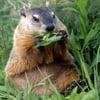 photo of Grumpy Woodchuck D.