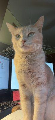 Photo of Lily P.