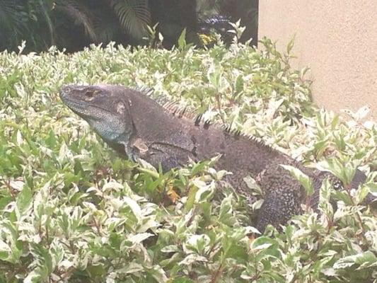 Photo of Cherolyn C.