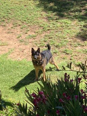 photo of Stevedoddie H.