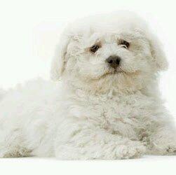 Photo of Clavenzie H.