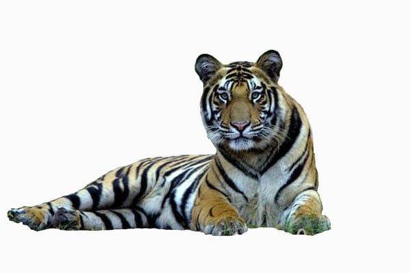 Photo of Marguerita D.