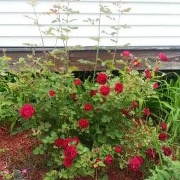 photo of Mantissa S.