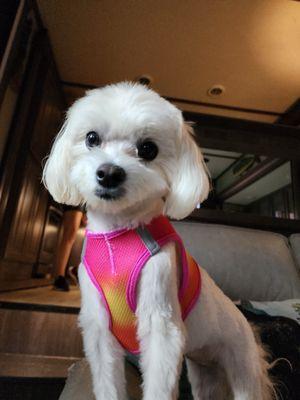 photo of Shari T.