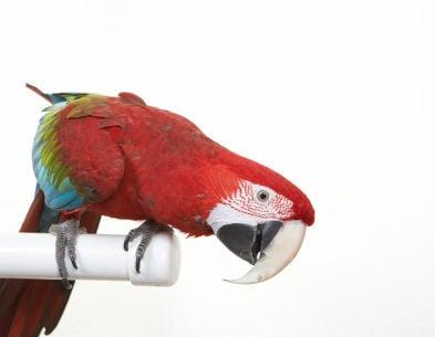 Photo of Alli A.