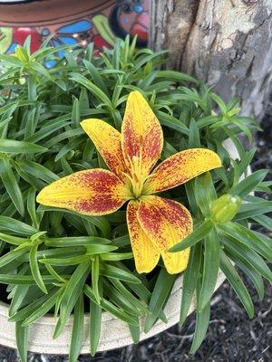 photo of Kimberly M.