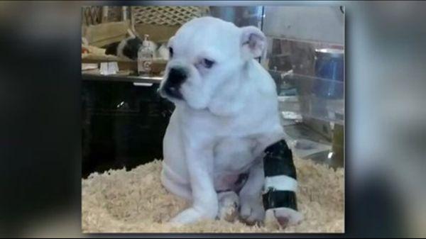 photo of Giovanna Gia M.