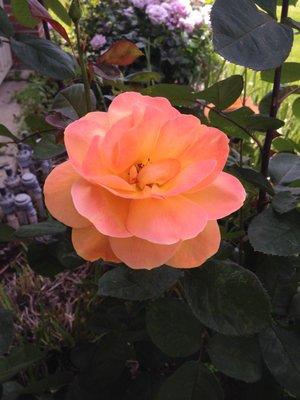 Photo of Caitlyn V.