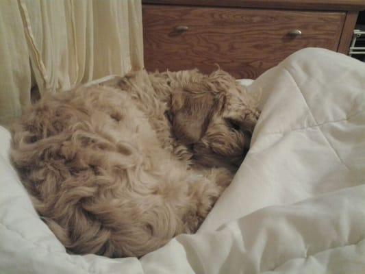 photo of Vashelle G.