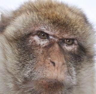 Photo of Anonymous Z.