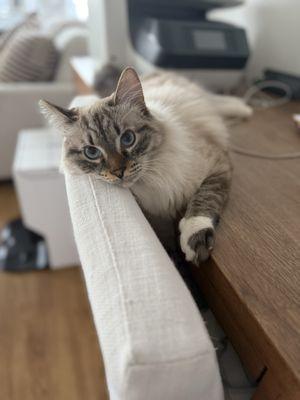 Photo of K K.