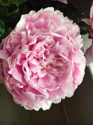 photo of Cheryloona K.