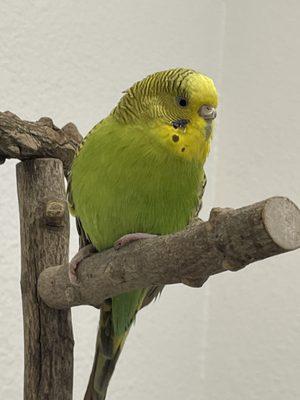 photo of Connorcarden L.