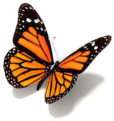 Photo of BlackButterfly T.